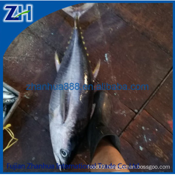 Landfrozen Pacific Bluefin Tuna fish